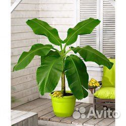 Банановая пальма