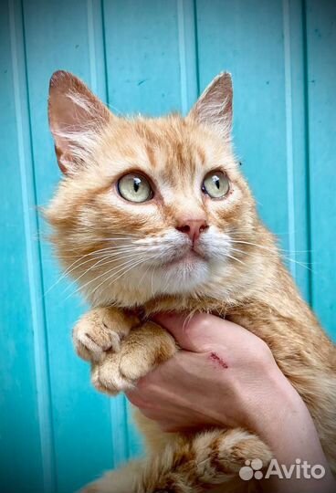 Котик в добрые руки
