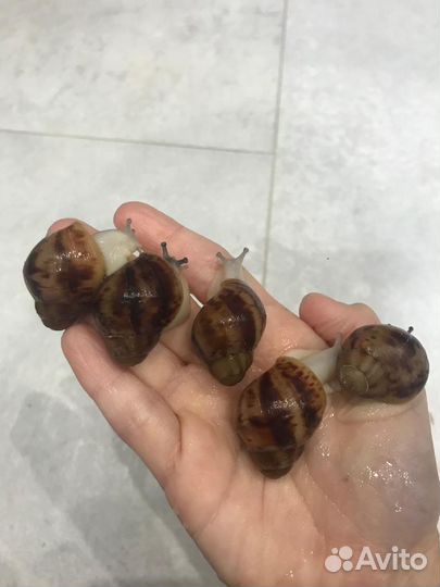 Архахатины Маргината Овум