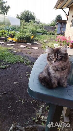 Отдам в добрые руки котёнка девочка