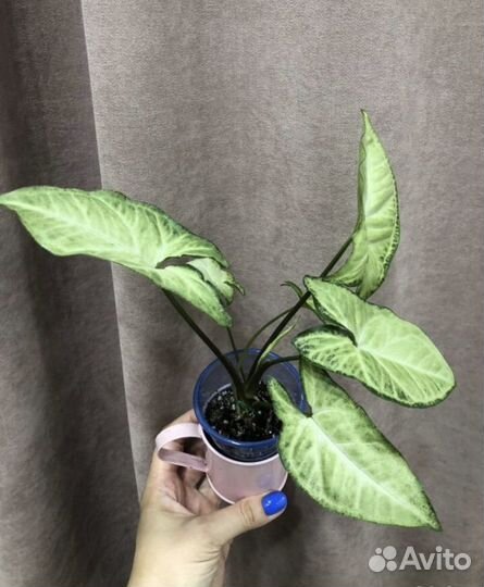 Плекрантус Мята сингониум хойя Матильда марбл квин