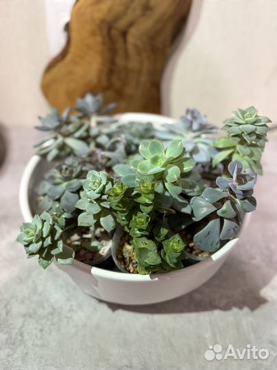 Садик из суккулентов