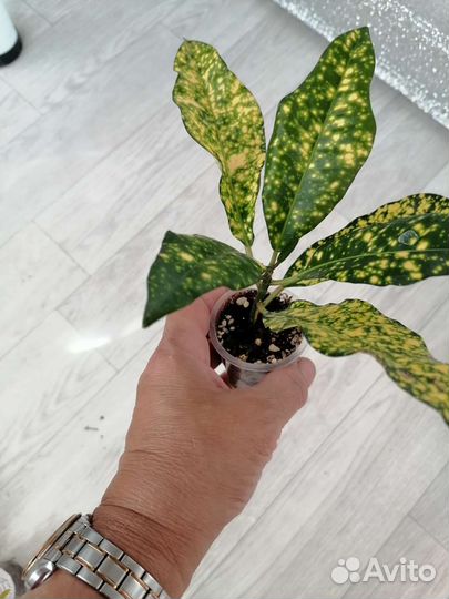 Фикус Триангулярис Вайт Марджин