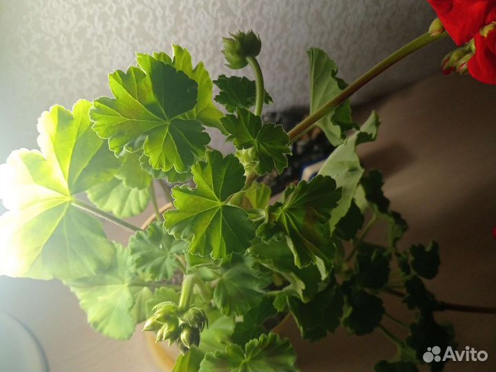 Пеларгония герань красная