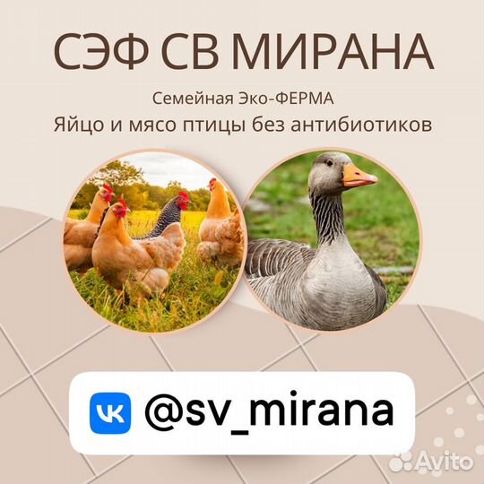 Домашние яйца