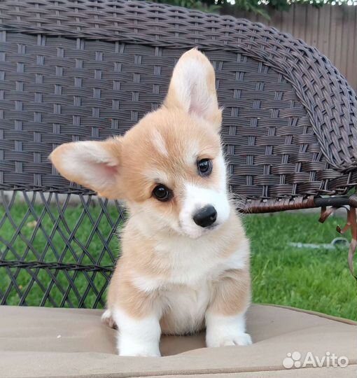 Вельш-корги пемброк