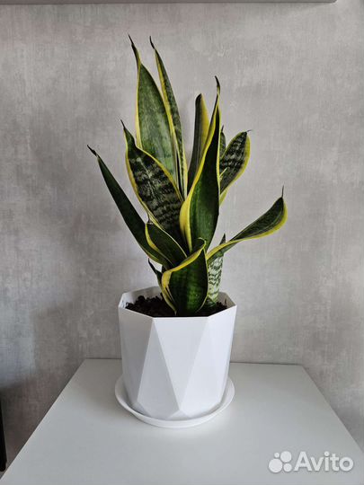 Сансевиерия Лауренти