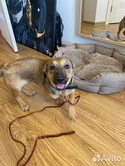 Щенок девочка