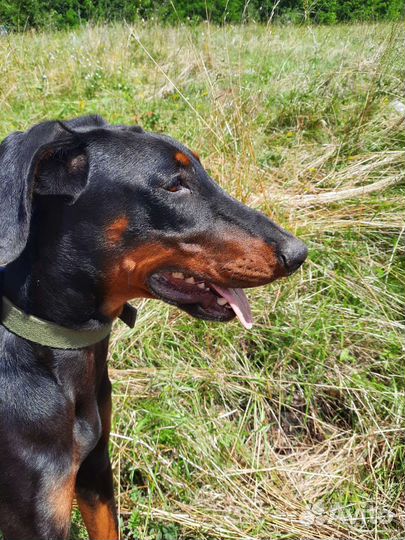 Собака доберман