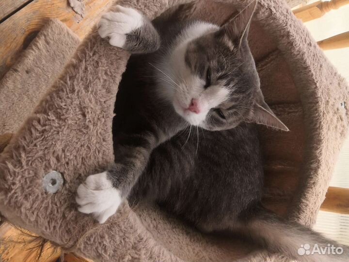 Кот дымчатый