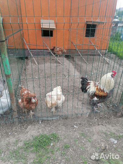 Семьи породных кур
