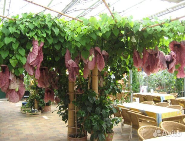 Кирказон лиана