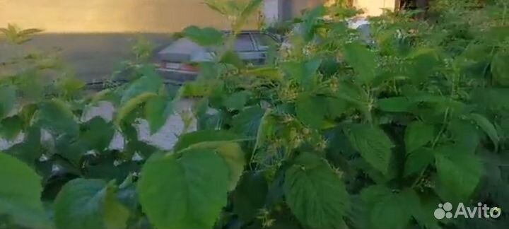 Ремонтантная малина