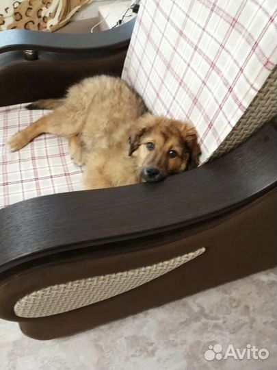 Щенок в добрые руки бесплатно