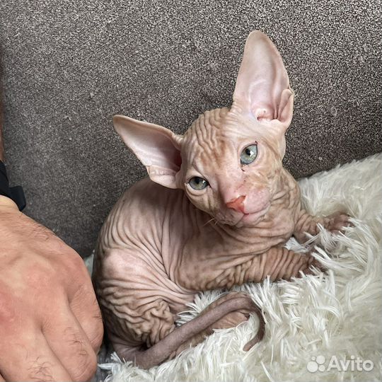 Сфинкс котята
