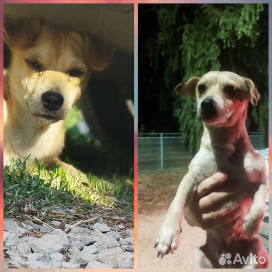 Стаффордширский терьер