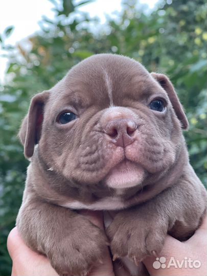 Американский булли микро экзот