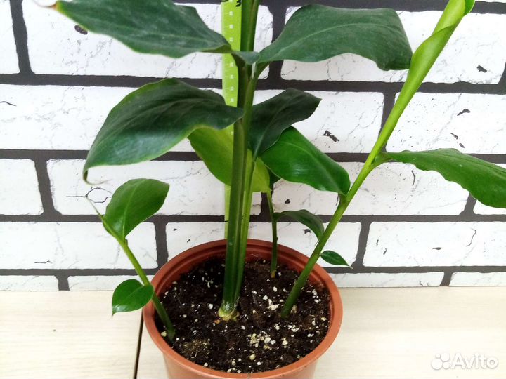 Кардамон настоящий