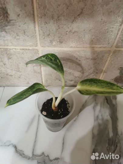 Аглаонемы разные