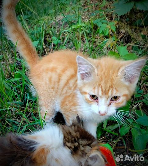 Котята пропадают на улице :