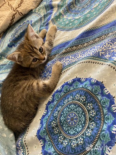 Отдам котенка в добрые руки