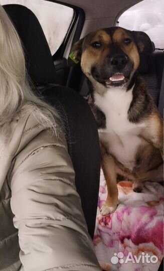 Собака в добрые руки