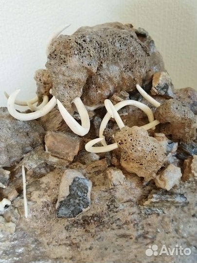 Бивень мамонта