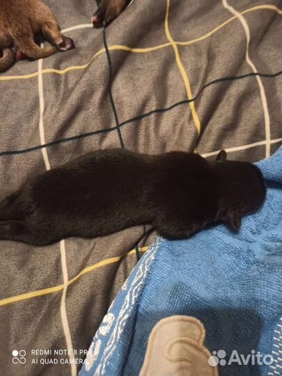 Той-терьер щенки