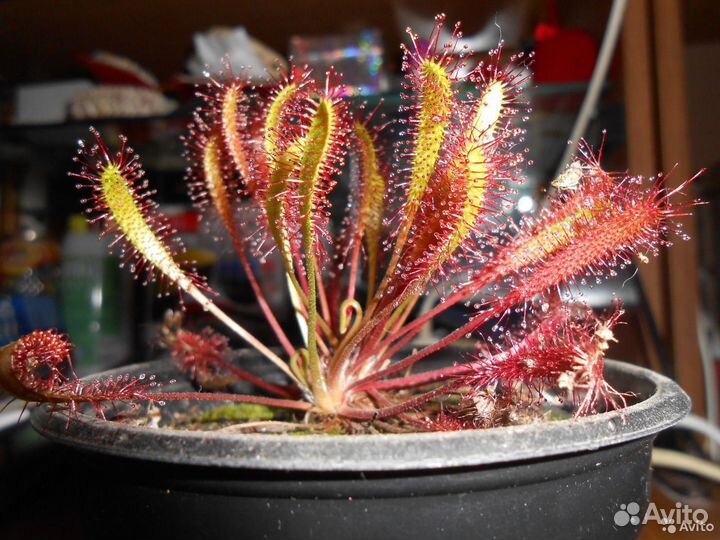 Семена хищных и др. растений