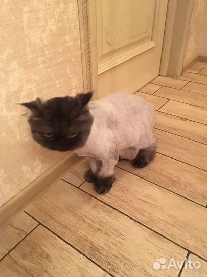 Стрижка собак и кошек,:выезд на дом (все