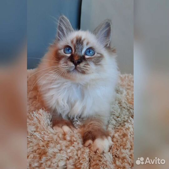 Священная бирма-котята