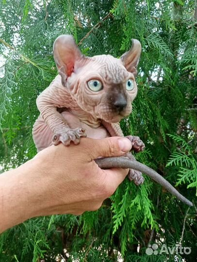 Котенок эльф