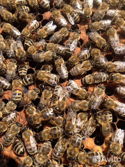 Пчелопакеты