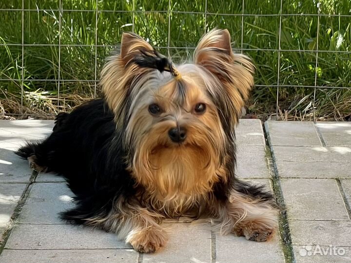 Ласковый мальчик йорик