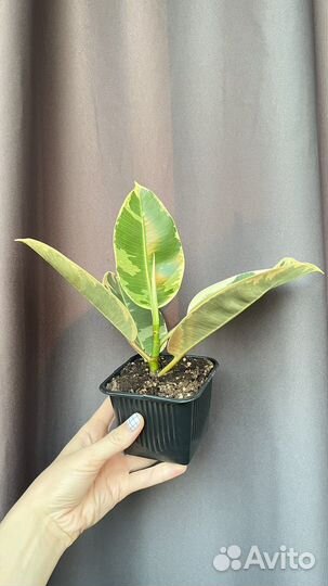 Фикус эластика тинеке