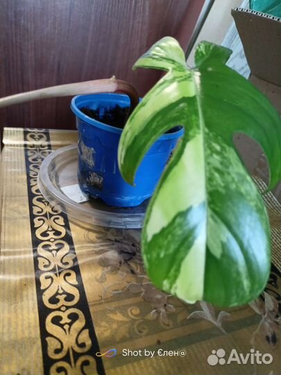 Филодендрон маска вариегатная