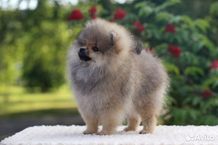 Немецкий шпиц малый