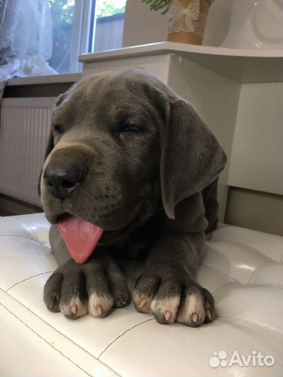 Немецкий дог