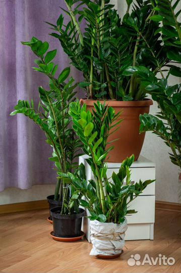 Комнатные цветы / Замиакулькас