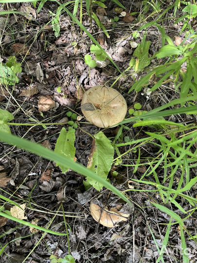 Грибы свежие