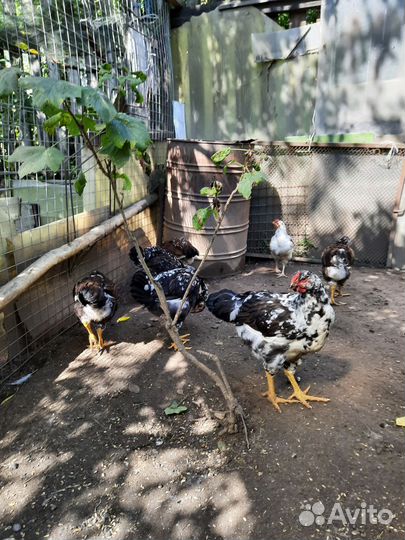 Цыплята ливенская ситцевая