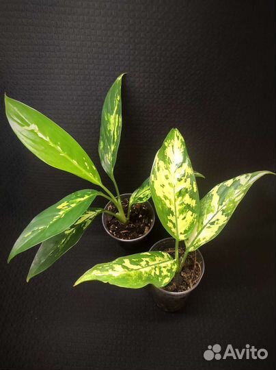 Диффенбахия Аврора (Индонезия)