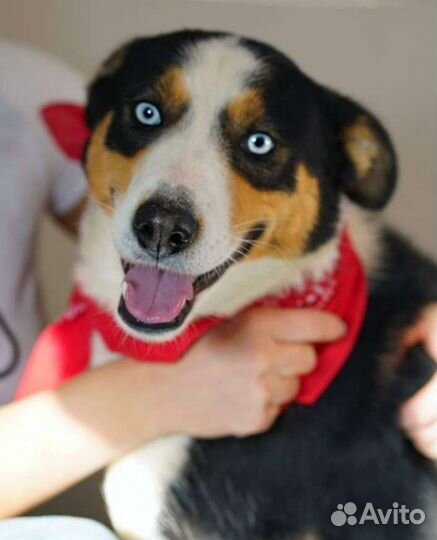 Спасите Фриду