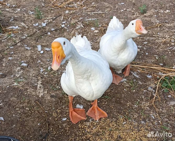 Гусь с гусыней 1 год