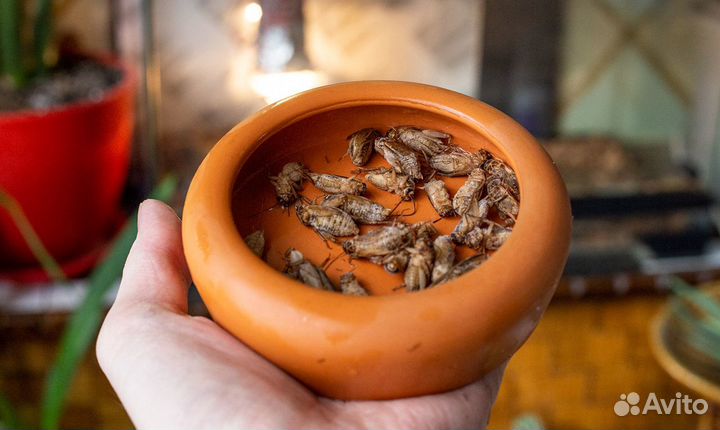 Сверчки заморозка домовый, банановый, двупятнистый