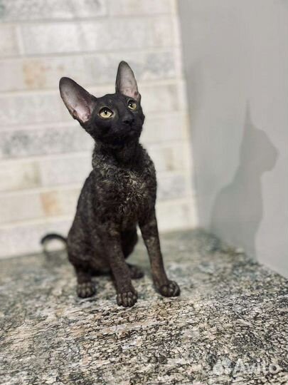 Корниш-рекс котик