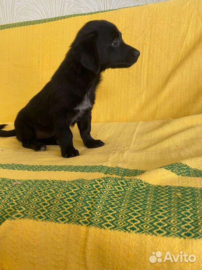 Стеша щенокот маленькой собачки