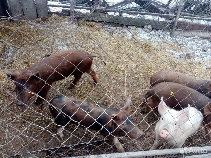 Поросята домашние 1.5 месяца Ландрас+Дюрок