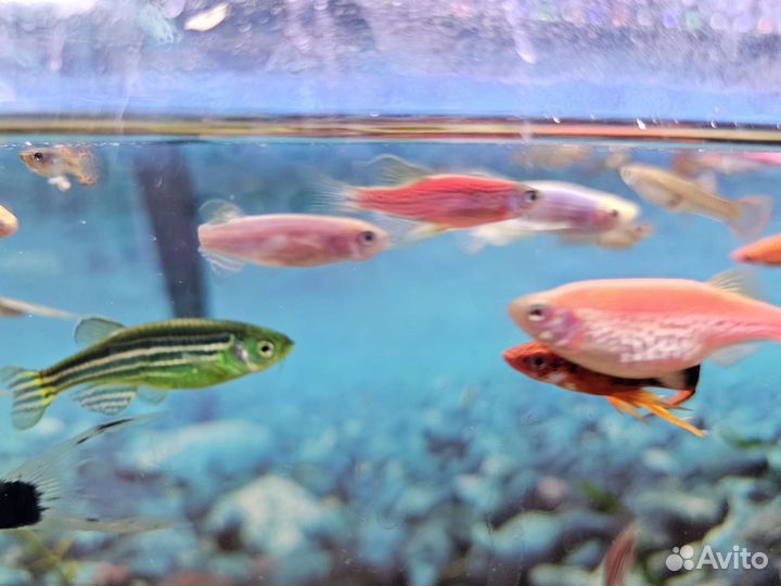 Данио GLO (микс)