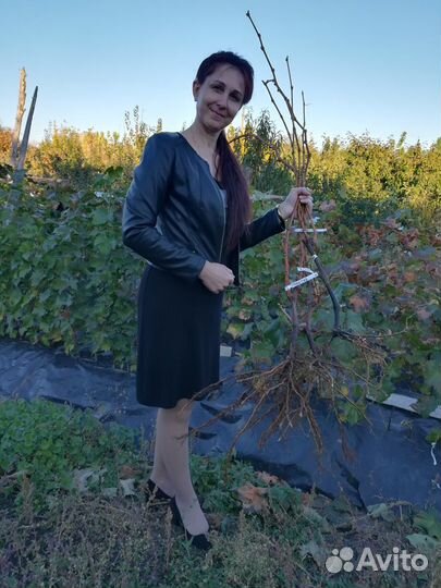 Саженцы и черенки плодовых деревьев и винограда